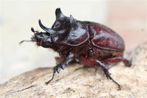 black ox beetle real life.